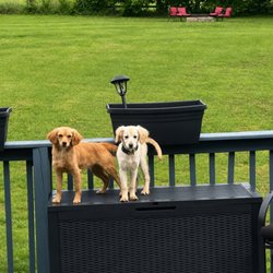 Consummate Canine Companions