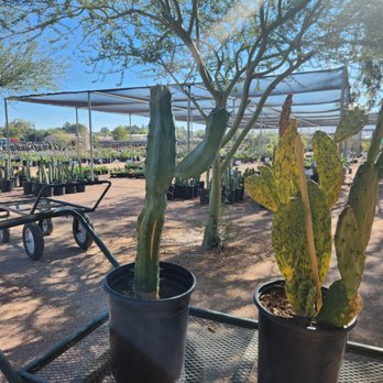 Phoenix Desert Nursery - Nurseries & Gardening Near Me - Phoenix, Arizona