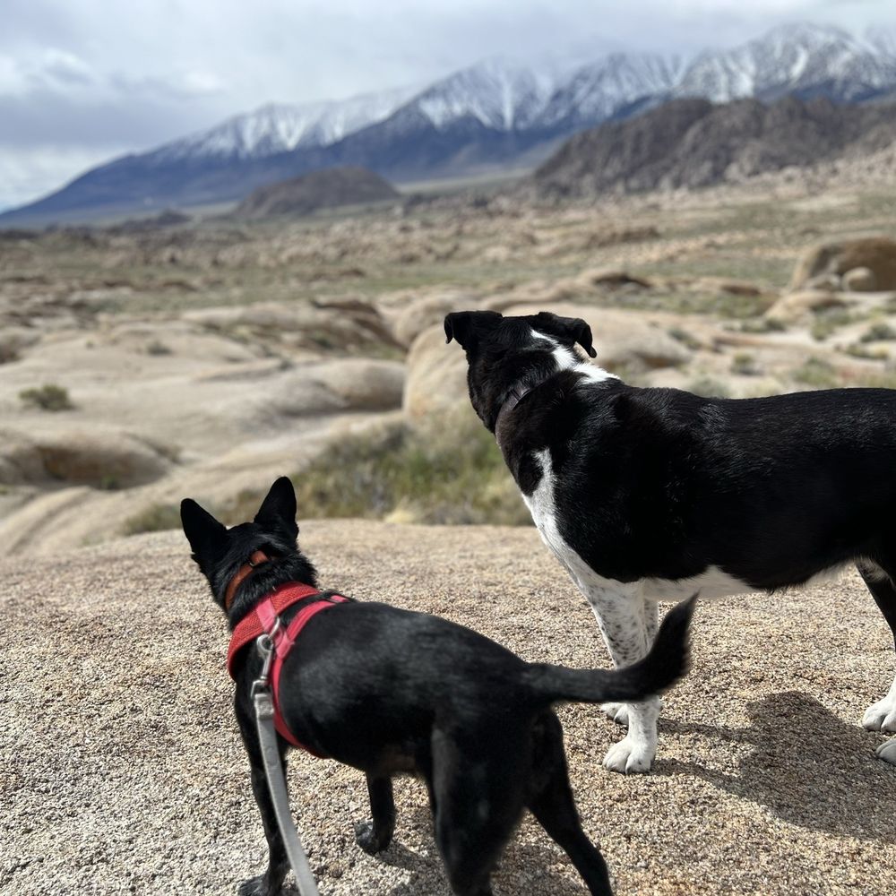 Shiny clean adventure dogs! Shiny clean adventure dogs!