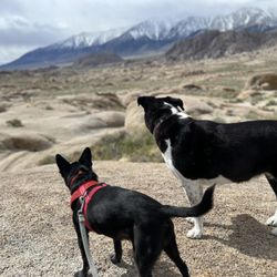 Tailwaggers Pet Store - Shiny clean adventure dogs!