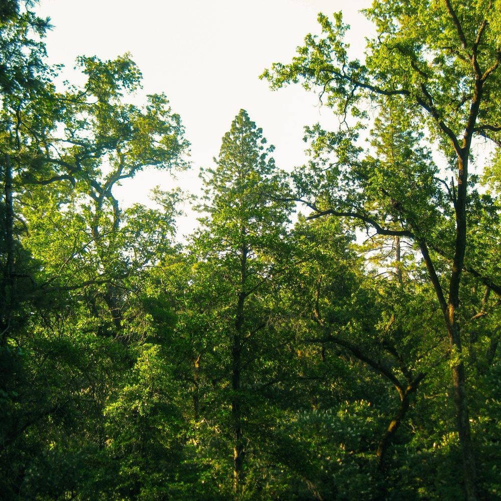 Hidden Falls Regional Park - Trees - Parks Near Me - Auburn, California