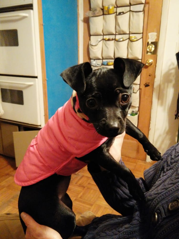 GROOMNZOOM Updated June 2024 115 Vinewood Cir, Asheville, North