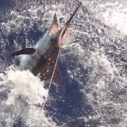 A'u Struck Sportfishing - Blue marlin