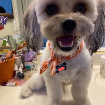Barks and Bubbles Pet Grooming - Fresh cut baby - Pet Groomers Near Me - La Puente, California