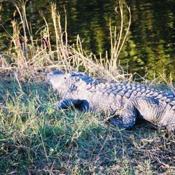 Airboat Rides  Boca Raton - American Alligator