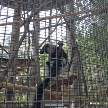 Duke University Lemur Center - Lemur!! - Zoos Near Me - Durham, North Carolina