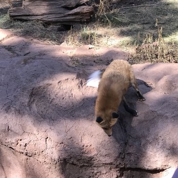 Bearizona - Zoos Near Me - Williams, Arizona