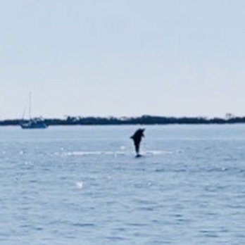 Blue Dolphin Cruises - Boating Near Me - Pensacola, Florida