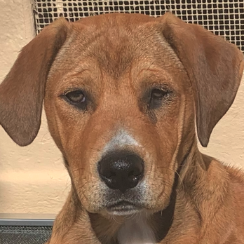 Animal Vision Center - Before - very irritated left eye and squinting all the time - Veterinarians Near Me - Sacramento, California Animal Vision Center - Before - very irritated left eye and squinting all the time - Veterinarians Near Me - Sacramento, California