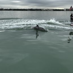 Dolphins!!!
