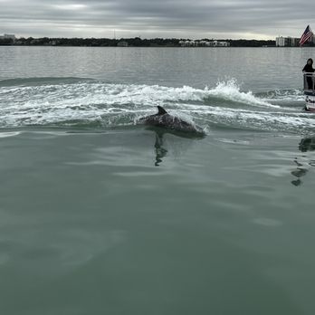 Encounter With Dolphins - Dolphins!!! - Boating Near Me - Clearwater, Florida