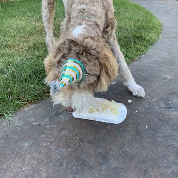 Redondo Dog - Medium Dog Cake - Pet Services Near Me - Carson, California