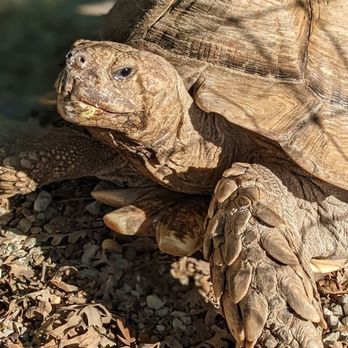 Coyote Crossing Ranch - Tortoise - Animal Shelters Near Me - Discovery Bay, California Coyote Crossing Ranch - Tortoise - Animal Shelters Near Me - Discovery Bay, California