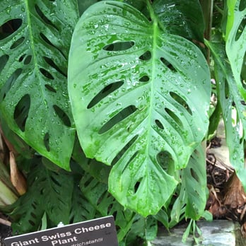 Lincoln Park Conservatory - Parks Near Me - Chicago, Illinois