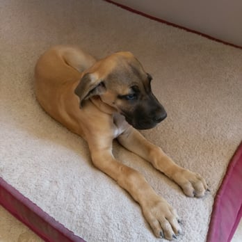 Lightning Ridge Cellars - House puppy. Great dane.  See how big she is when you visit! - Wine Tasting Room Near Me - Elgin, Arizona