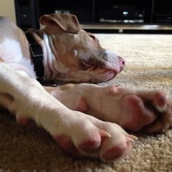 Belcher Animal Hospital - Chester