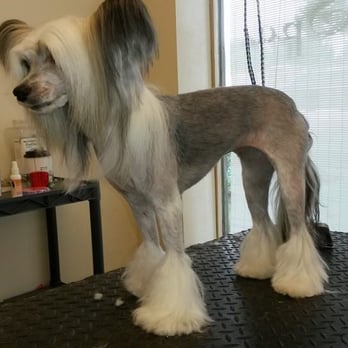 La Bella Pet Spa - Chinese Crested with her pony cut. How cute is she? - Pet Groomers Near Me - Cedar Rapids, Iowa La Bella Pet Spa - Chinese Crested with her pony cut. How cute is she? - Pet Groomers Near Me - Cedar Rapids, Iowa