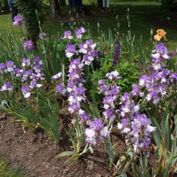 Schreiner's Iris Gardens - Nurseries & Gardening Near Me - Salem, Oregon Schreiner's Iris Gardens - Nurseries & Gardening Near Me - Salem, Oregon
