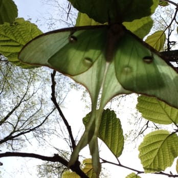 IndiGo Birding Nature Tours - It's not all birds... looking up at a Luna Moth! - Tours Near Me IndiGo Birding Nature Tours - It's not all birds... looking up at a Luna Moth! - Tours Near Me