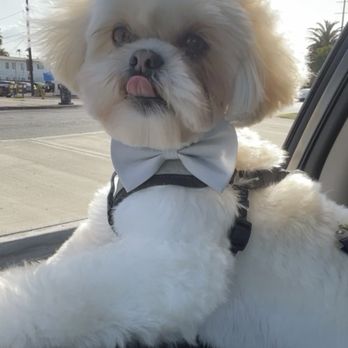 Blue Pooch - prince all groomed, thanks to Blue Pooch! - Pet Groomers Near Me - Los Angeles, California Blue Pooch - prince all groomed, thanks to Blue Pooch! - Pet Groomers Near Me - Los Angeles, California