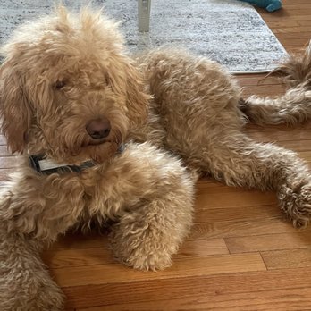 Dtails Pet Grooming & Nutrition - Does this dog look severely matted to you? I think not. - Pet Groomers Near Me - Smithfield, Rhode Island