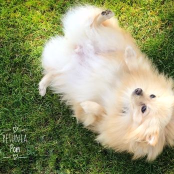 Paragon Pomeranians - Pet Breeders Near Me Paragon Pomeranians - Pet Breeders Near Me