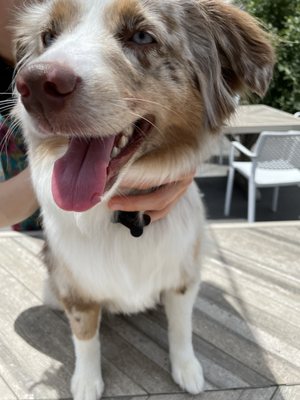 Dogma Grooming + Pet Needs by null