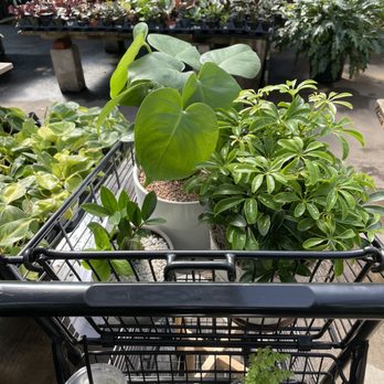 Family Tree Nursery - Went in for a free plant deal, and walked out with so much more.. - Nurseries & Gardening Near Me - Overland Park, Kansas Family Tree Nursery - Went in for a free plant deal, and walked out with so much more.. - Nurseries & Gardening Near Me - Overland Park, Kansas