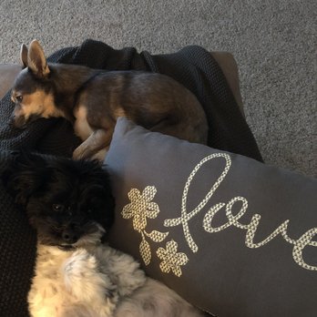 Conforta Animale - Pet Sitting Near Me - Sterling Heights, Michigan