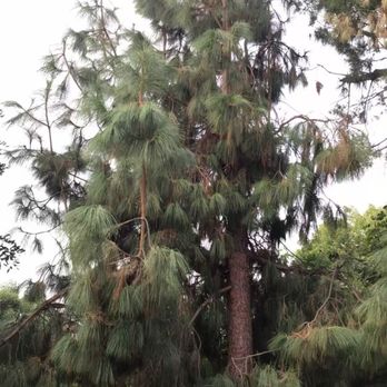 Alex's Natural Tree Care - Tree cutting - Tree Services Near Me - Pomona, California