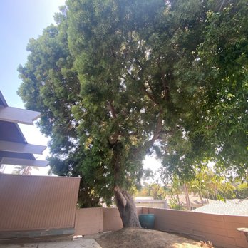 Two Guys Tree Service - Giant tree successfully removed by Two Guys Tree Removal - Tree Services Near Me Two Guys Tree Service - Giant tree successfully removed by Two Guys Tree Removal - Tree Services Near Me