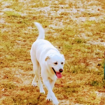 Un Lockjaw - Opey. Great house pet - Pet Boarding Near Me - San Antonio, Texas