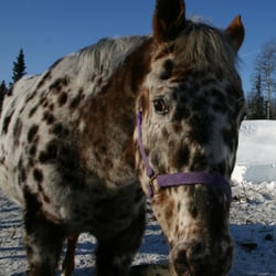 Talkeetna Horses - Shadrack from Talkeetna Horses