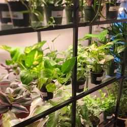 Thea Plant Co