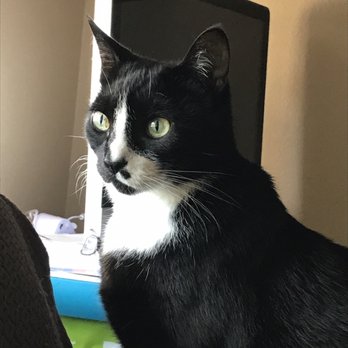 Passionate Four Paws - Handsome Milo - Dog Walkers Near Me