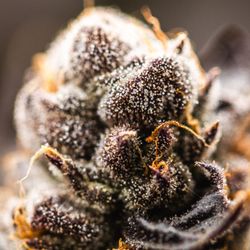 Bulldog Cannabis