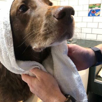 Rub-A-Dub Dog Do-It-Yourself Dog Wash - Pet Groomers Near Me - Seattle, Washington Rub-A-Dub Dog Do-It-Yourself Dog Wash - Pet Groomers Near Me - Seattle, Washington