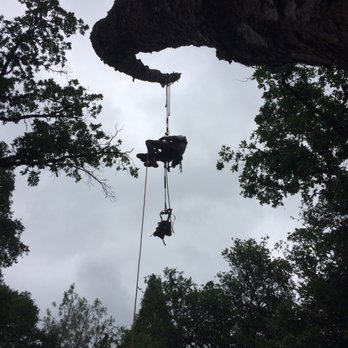 Acton Arboriculture, Inc. - a man hanging from a tree - Tree Services Near Me