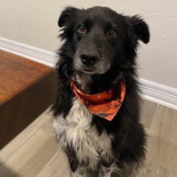 Palmer Pet Care