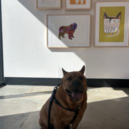 Barrythesharpeibear Barrythesharpeibear