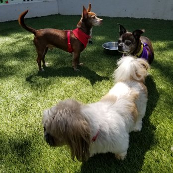 Tefani & So Dogcare - Rudy and Bryan making friends - Pet Groomers Near Me Tefani & So Dogcare - Rudy and Bryan making friends - Pet Groomers Near Me