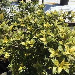 Eakers Nurseries & Tree Farm