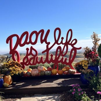 DAOU Vineyards - Harvest season. - Wineries Near Me - Paso Robles, California DAOU Vineyards - Harvest season. - Wineries Near Me - Paso Robles, California