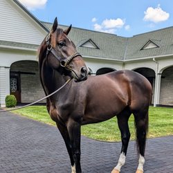 Spendthrift Farm - Forte