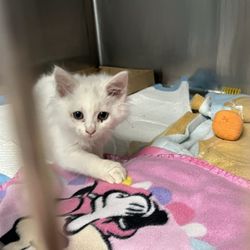 Mostly Mutts Animal Rescue