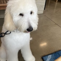 Ali'i Animal Hospital - First puppy haircut!