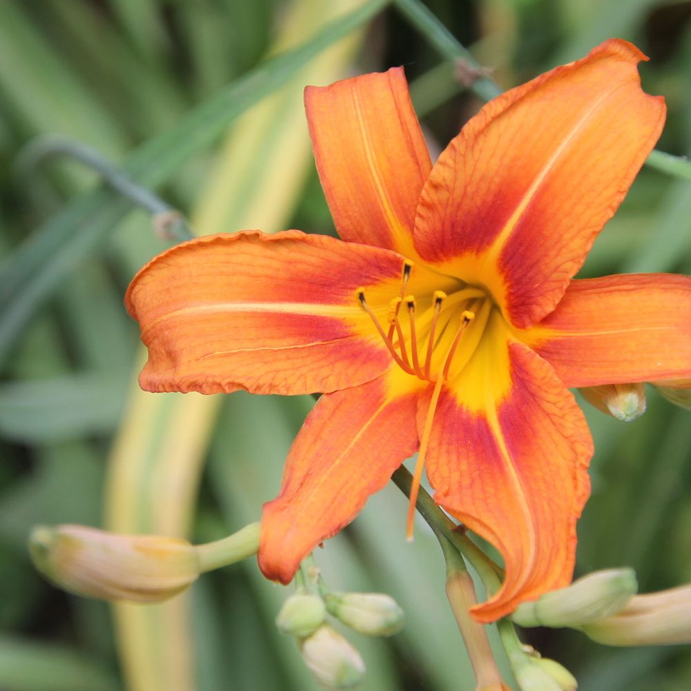 Southard's Pond - Day lily - Lakes Near Me - Babylon, New York