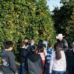 McKellar Family Farms - Get up close to the orange trees during your tour with us!