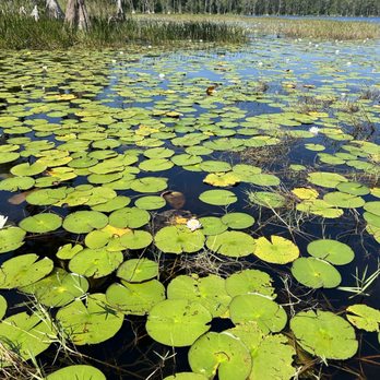 Lake Louisa State Park - Parks Near Me - Clermont, Florida