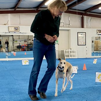 Bee A Good Dog - Pet Training Near Me - Broomfield, Colorado